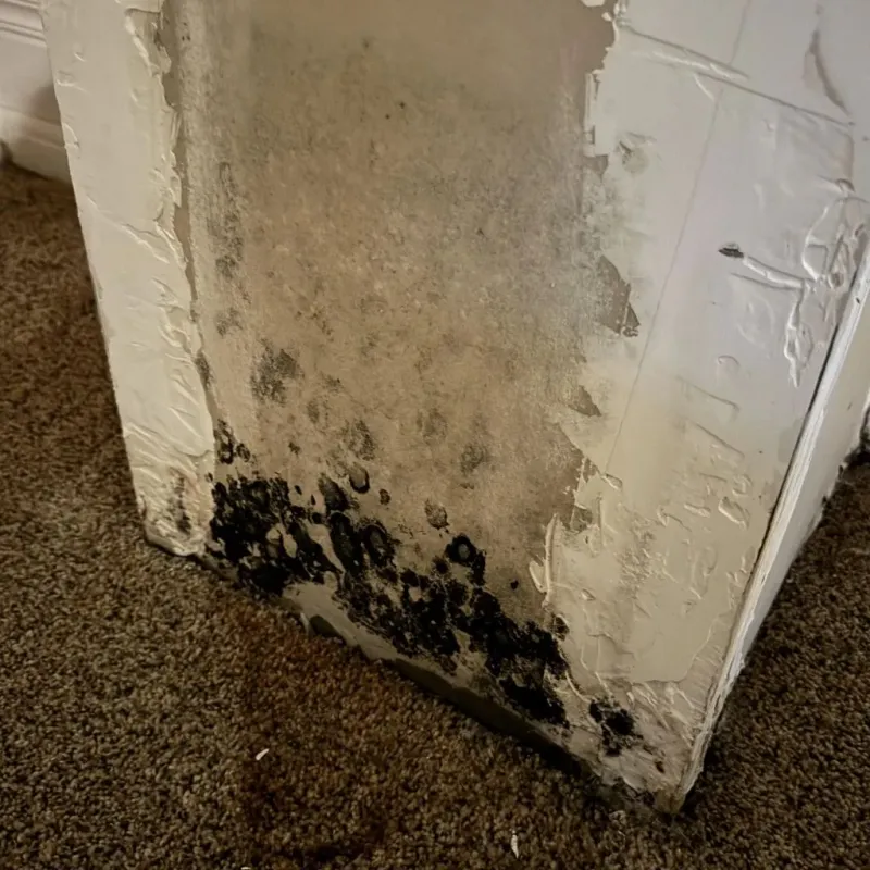 Professional Mold Removal in Thomasboro, IL